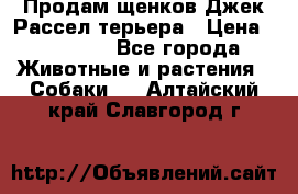 Продам щенков Джек Рассел терьера › Цена ­ 25 000 - Все города Животные и растения » Собаки   . Алтайский край,Славгород г.